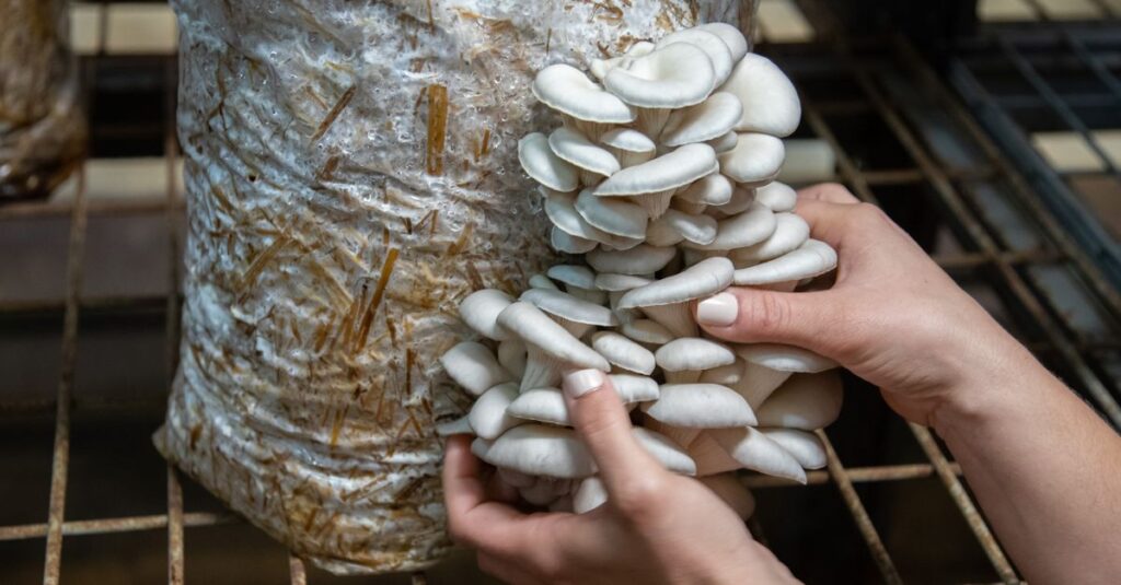 Meblo-panele z grzybni (mycelium) do domu: ciche, lekkie i zdrowe rozwiązanie DIY, które hodujesz jak roślinę